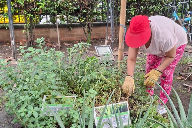 Huerta medicinal en la IPS Rivera