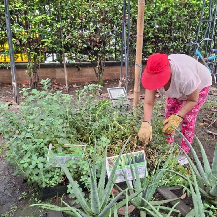 Huerta medicinal en la IPS Rivera
